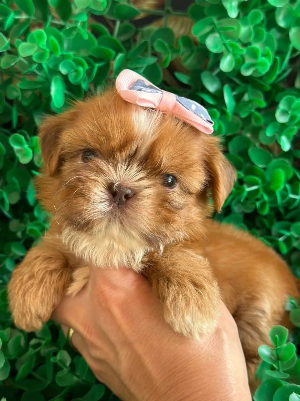 Shih Tzu fêmea. Uma boneca de narizinho marrom.!