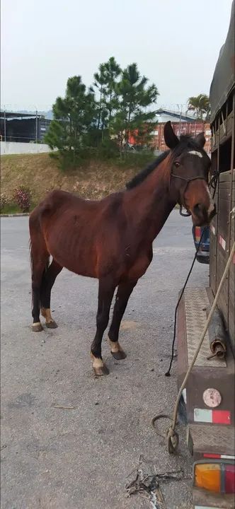 Égua preta mangalarga mineira 