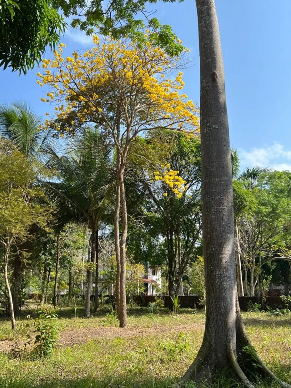OPORTUNIDADE! TERRENO INDUSTRIAL EM BACABEIRA - MA (25.8 HECTARES) ? - Foto 4