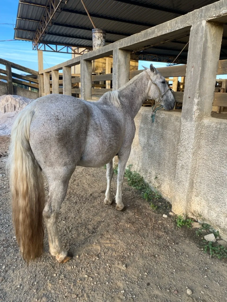 Cavalo Cinza