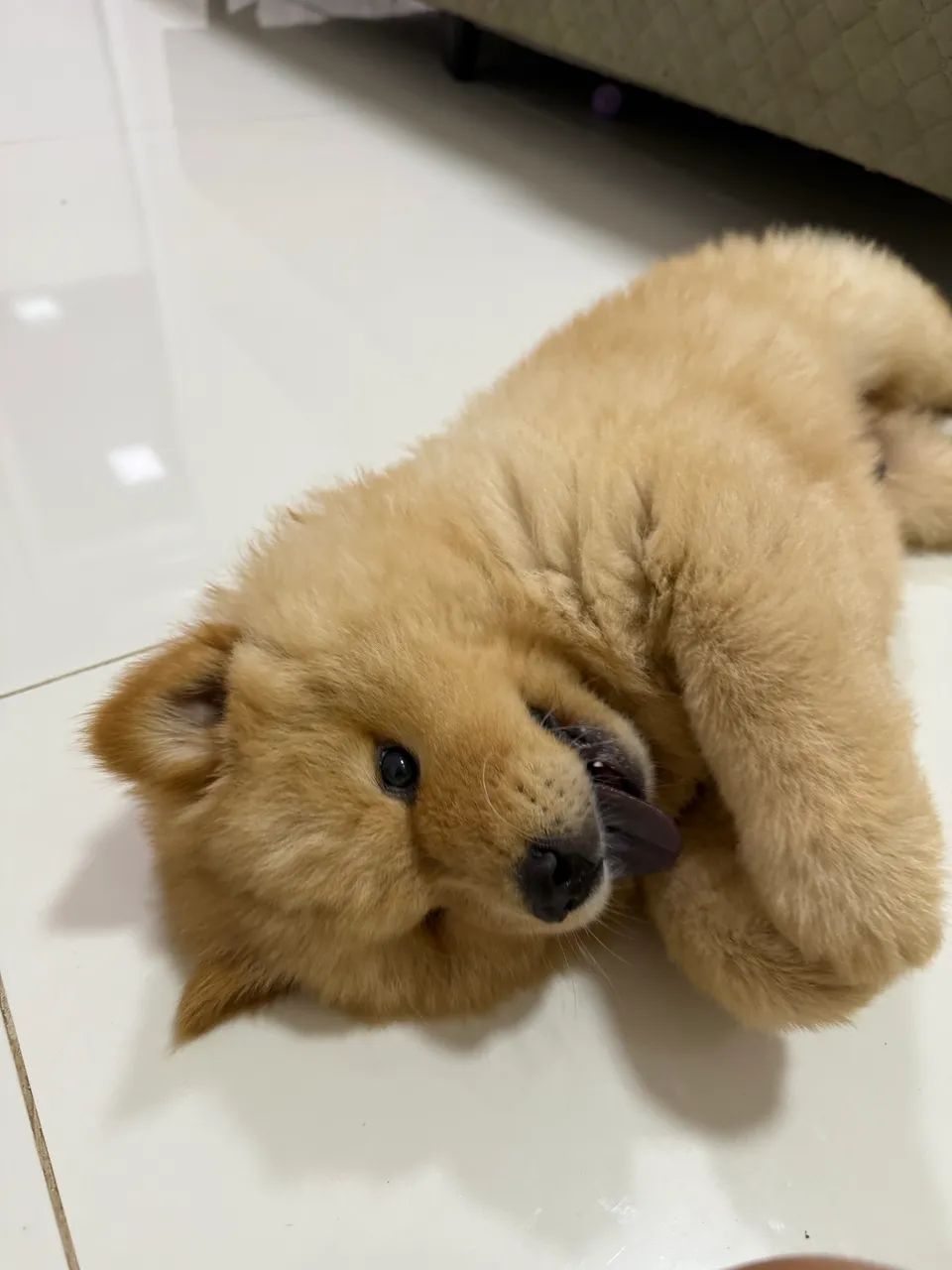 Vende-se Chow Chow Puro - Foto 3