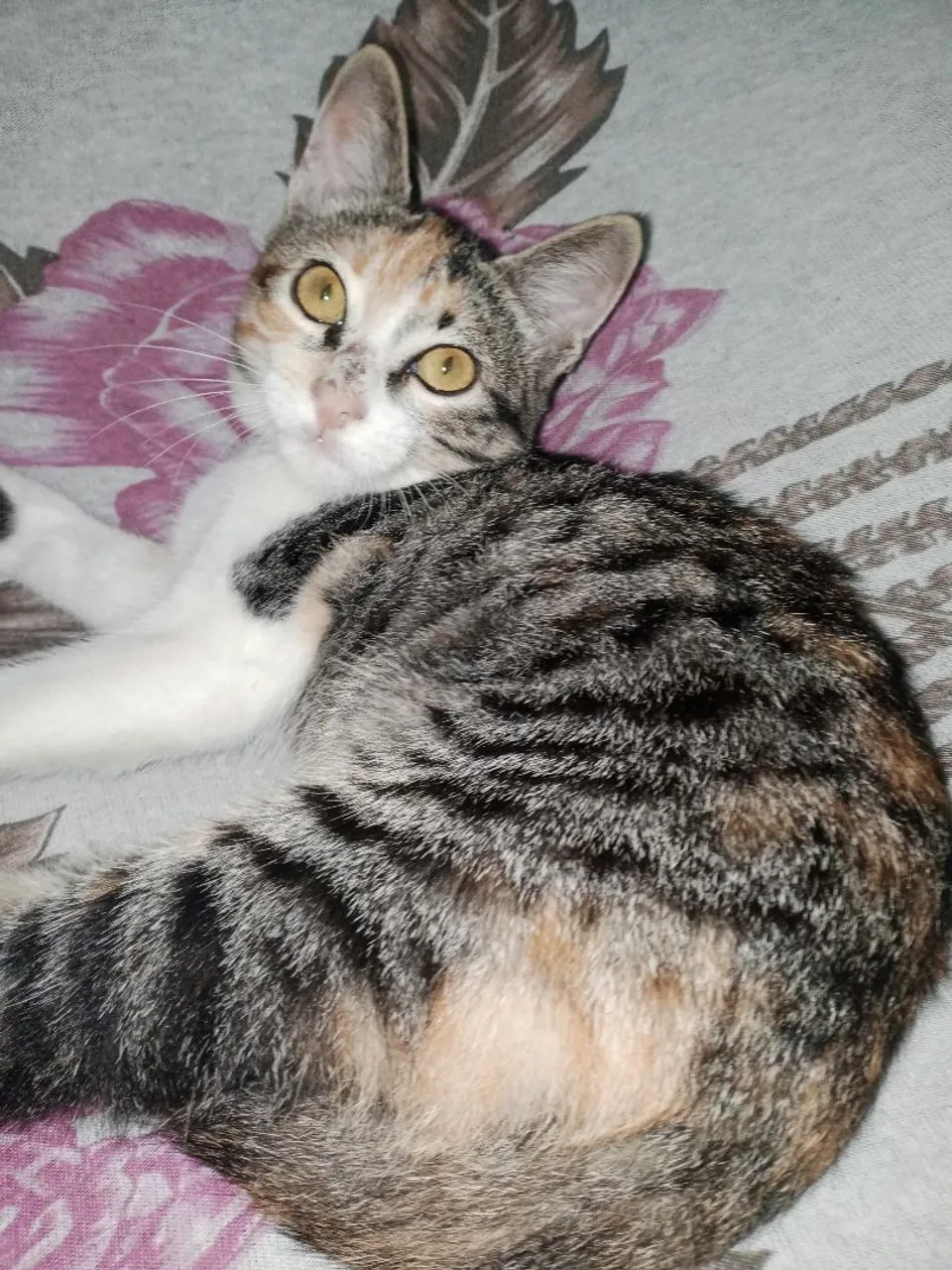 Gatinha Tricolor (adoção)