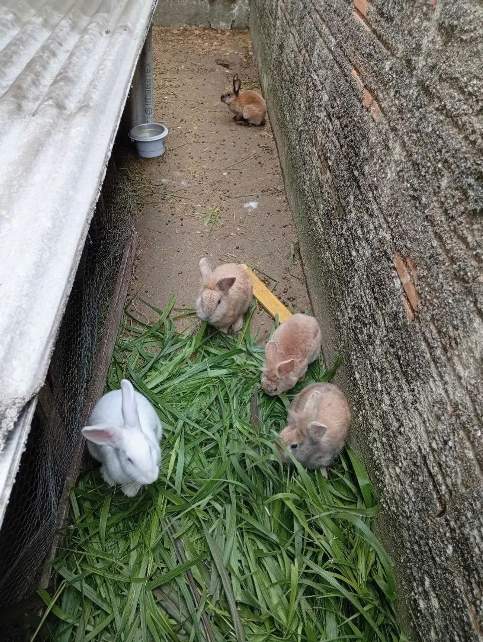 Coelhinhos fofos para vendas - Foto 3