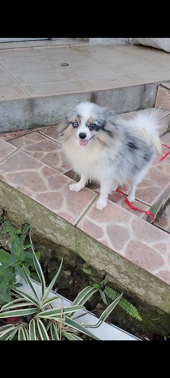 Linda spitz Merlev1 ano