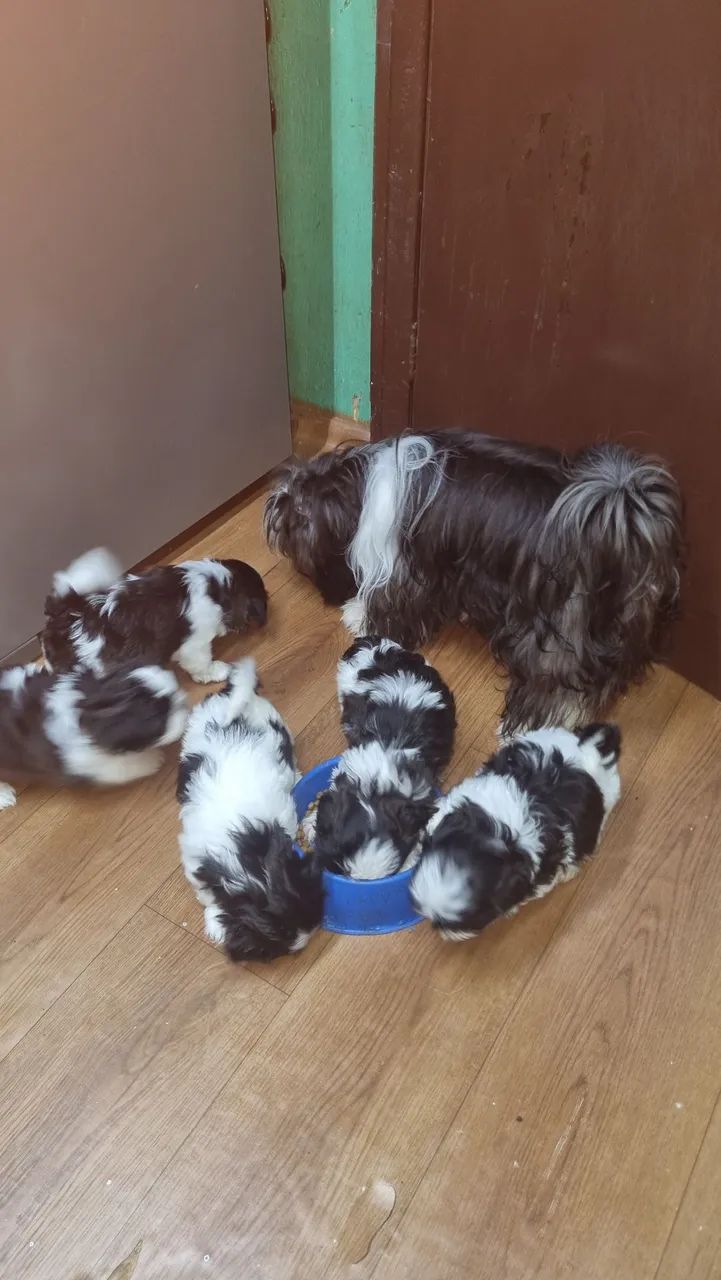 Filhotes Shih Tzu 