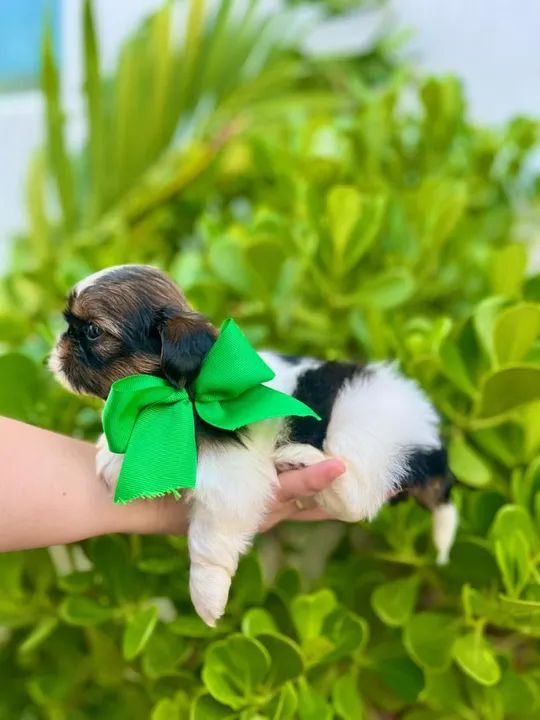 Filhote de Shitzu Mini