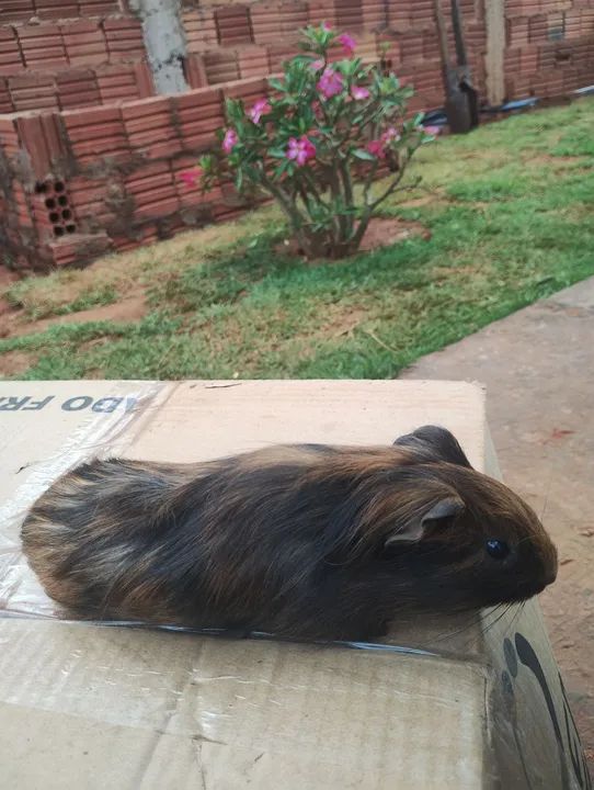 Porquinho da índia macho 