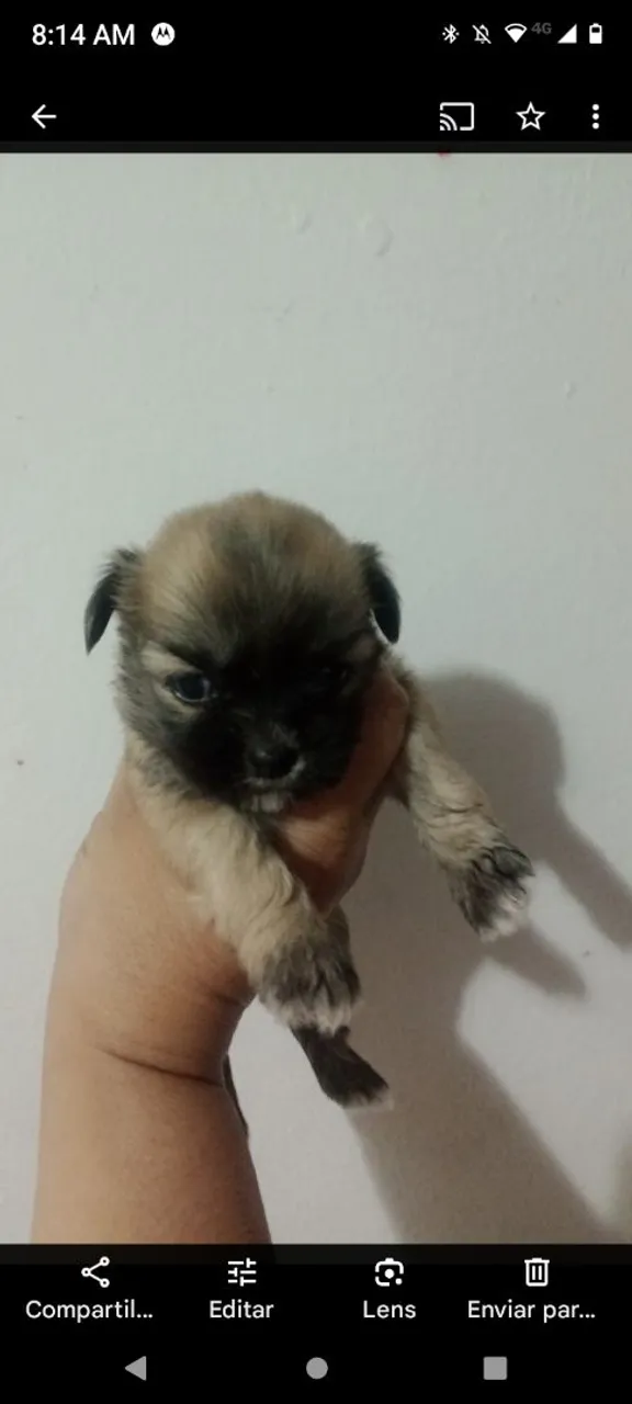 Filhote de Shih Tzu Femia 