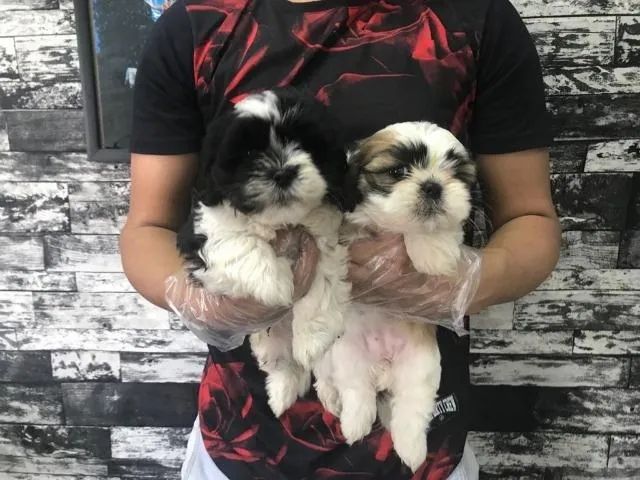 Lhasa Apso Macho Saia do Risco: Filhotes com Todas as Garantias e Vacinas Importadas!