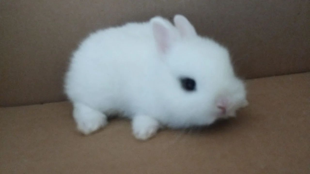 Mini Coelho - Foto 4