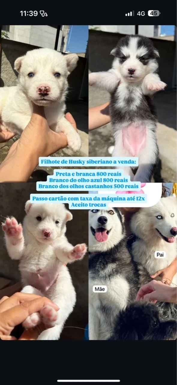 Filhotes de Husky Siberiano