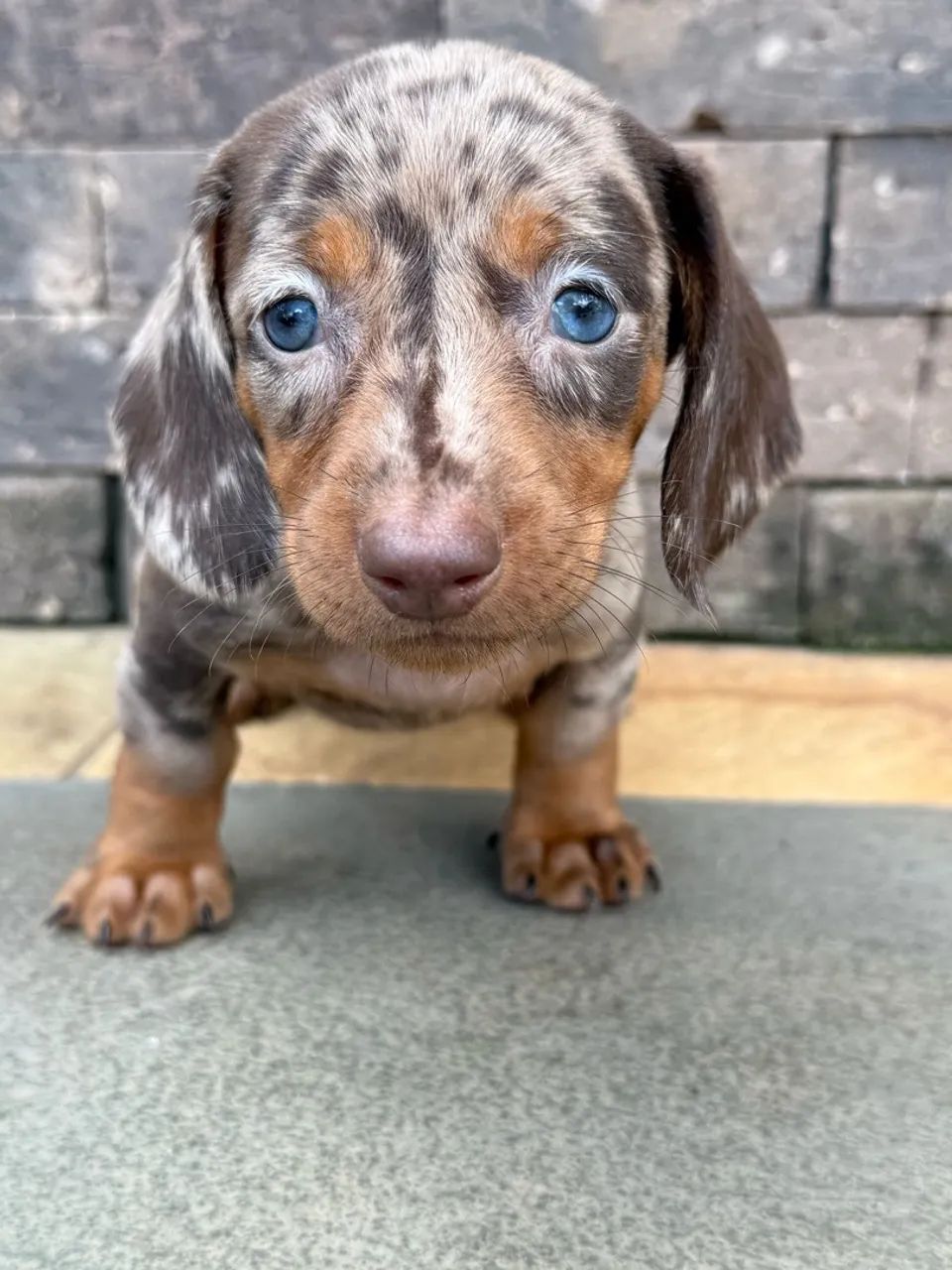 FILHOTES  DE DACHSHUND - Foto 3