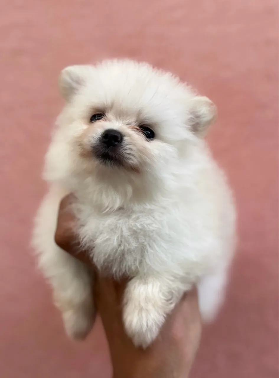 Filhote de Spitz Alemão fêmea - Lulu da pomerânia 