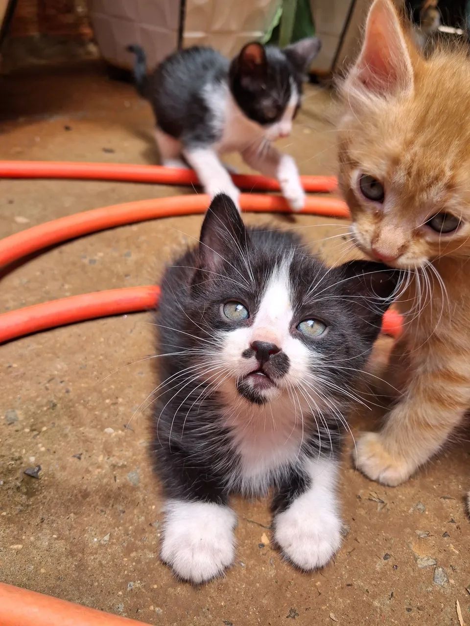 doação de gatos ? - Foto 2