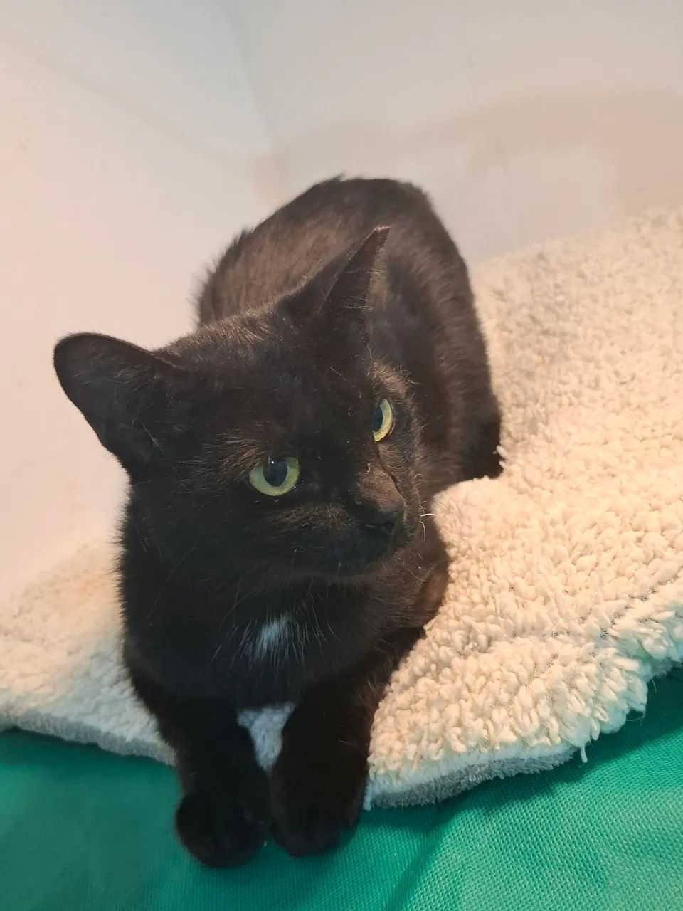 Adote  sem preconceito  - Foto 2