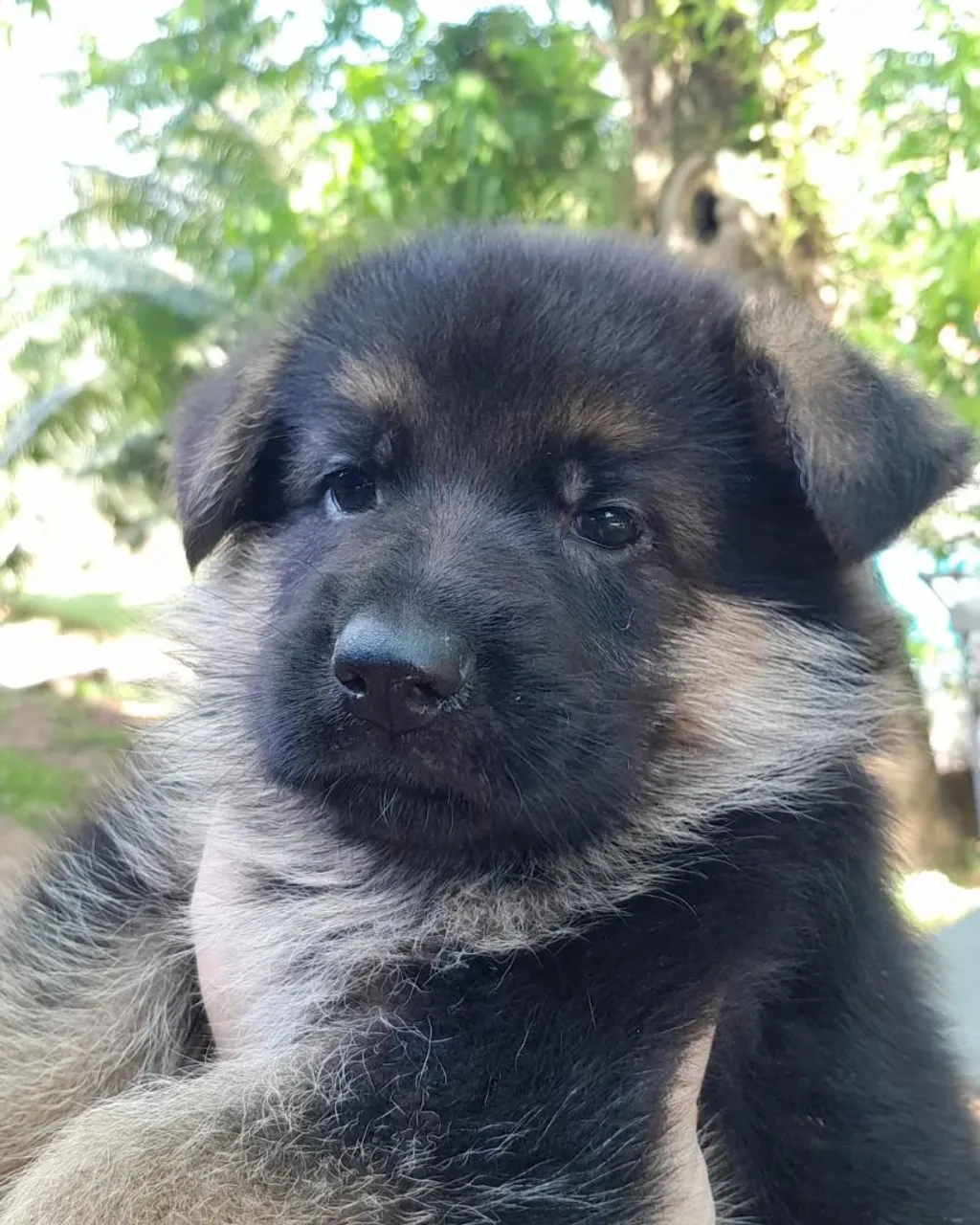Cães da raça Pastor Alemão