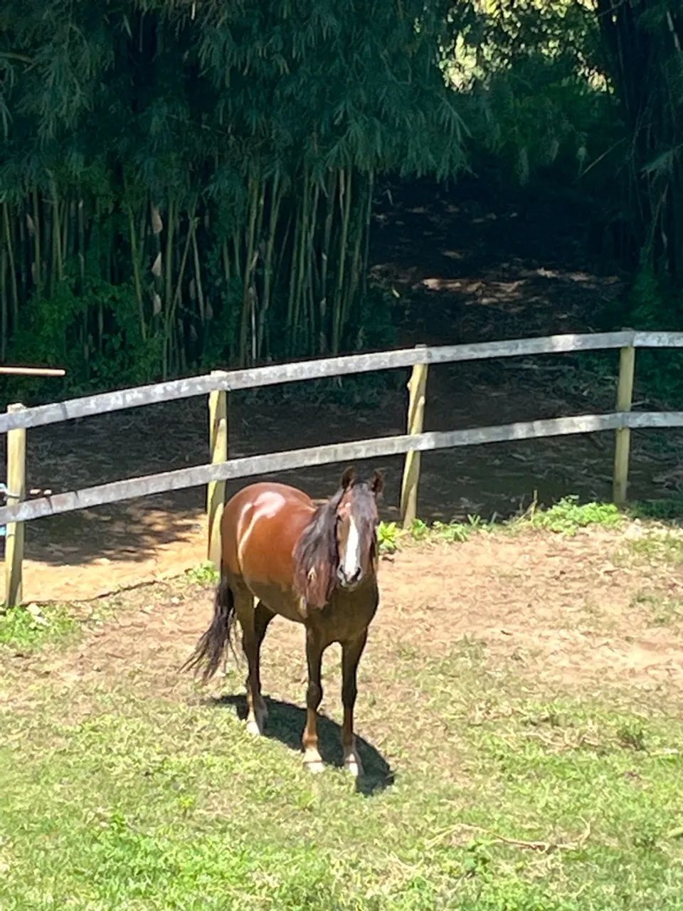 Cavalo Mangalarga Marchador para venda - Foto 2