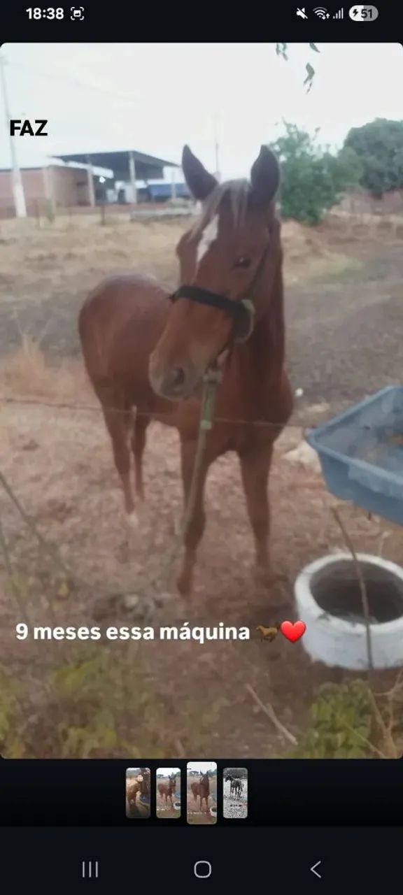 Cavalo manso de criar