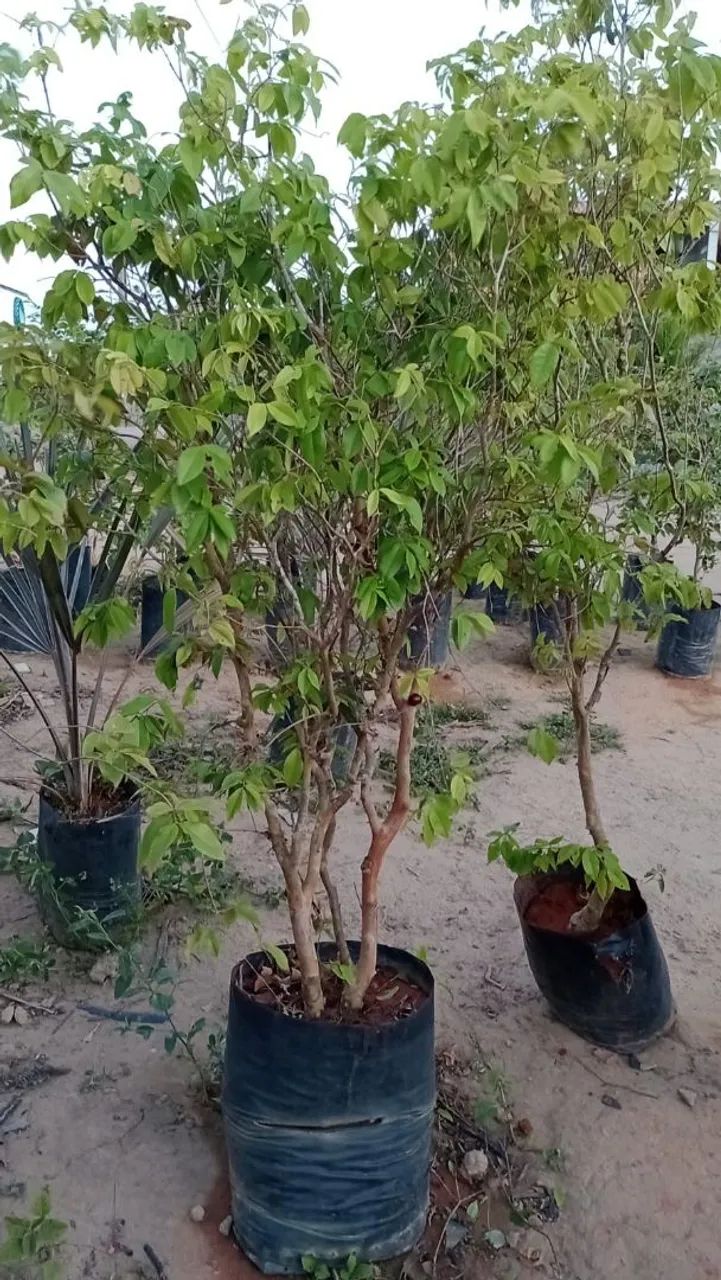 Jaboticaba hídrica  - Foto 6
