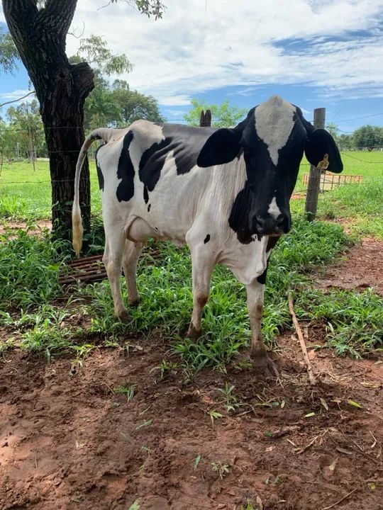 Vaca girolando 2 cria  - Foto 2