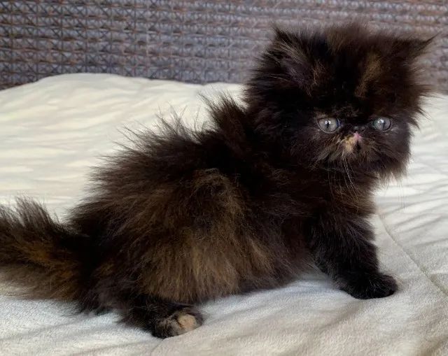 Show D/Gata Persa filhote Feméa Black Tortie pelo longo extremada,C/65 Dias Super Linda