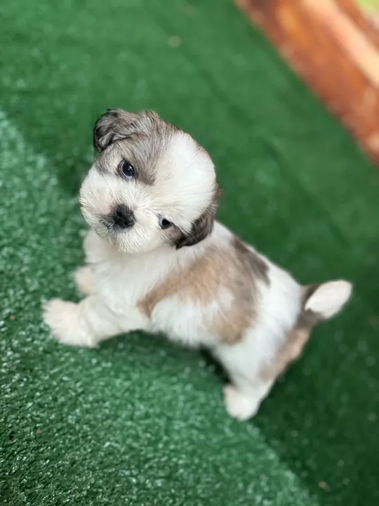 Filhote Shih Tzu - Um companheiro pra alegrar seus dias