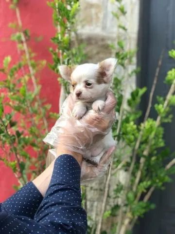 Chihuahua- Completo para Você: Filhotes com Imunização Importada e Garantia