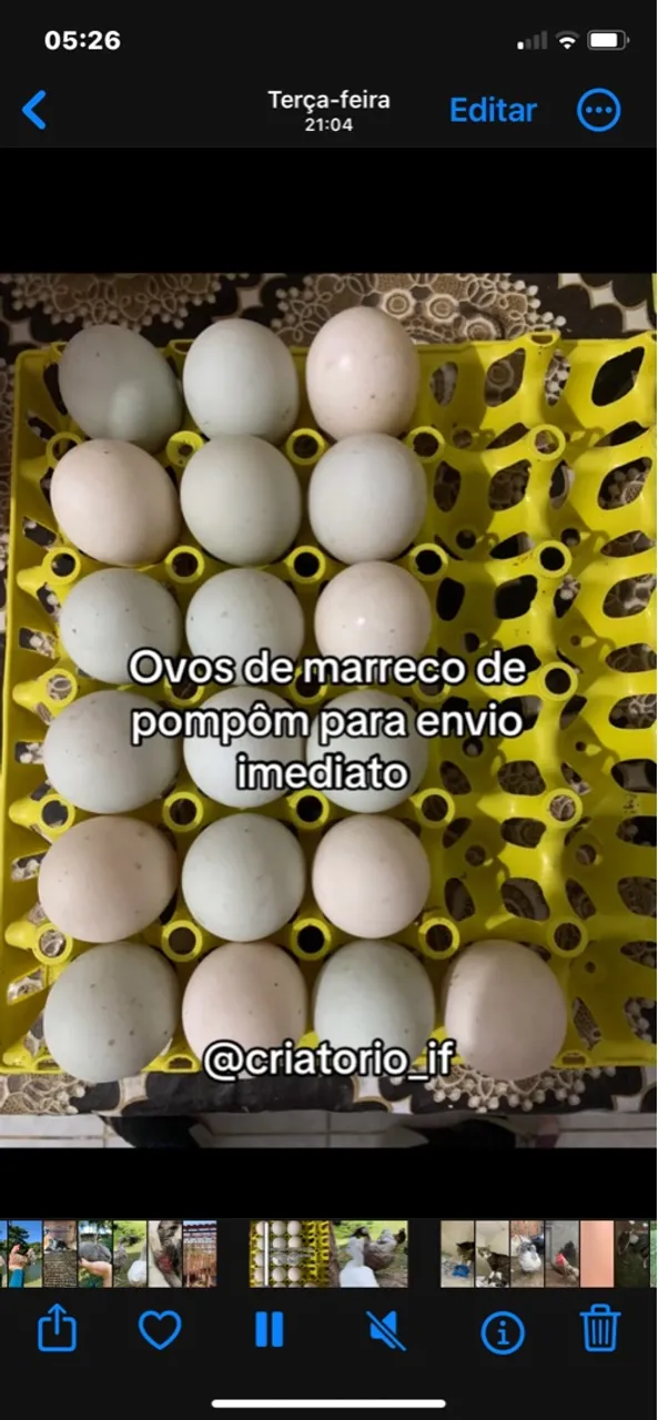 Ovos Férteis de Marreco de Pompõm