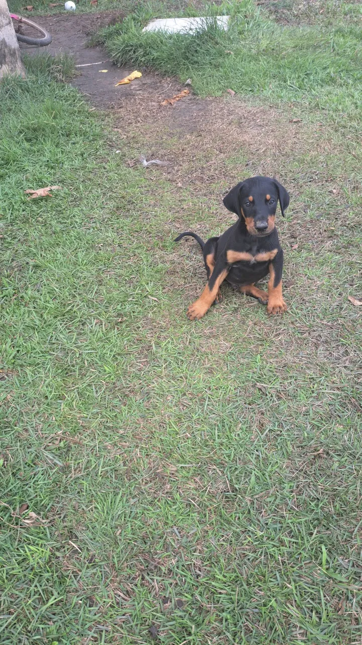 Filhote Doberman para venda