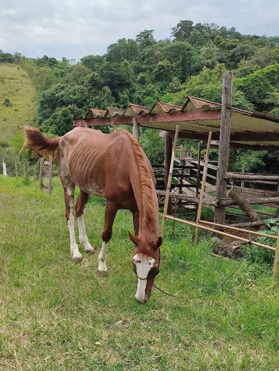 Mangalarga Paulista pisador! Cavalo manso porém quente 9 anos limpo de defeito castrado  - Foto 4