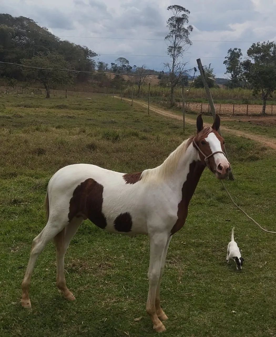 Vende-se potro mangalarga marchador com registro  - Foto 2