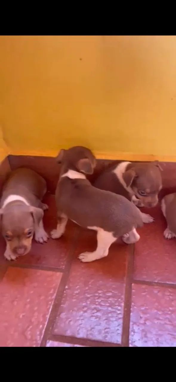 Filhotes de fox paulistinha marrom - Foto 3