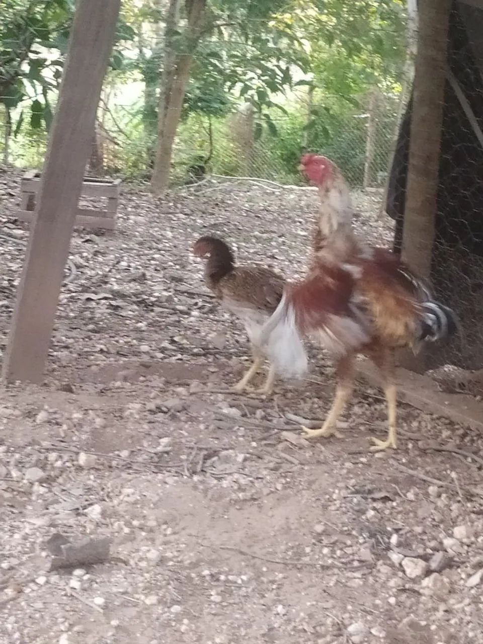 Galinha de raça - disponível para venda - Foto 4