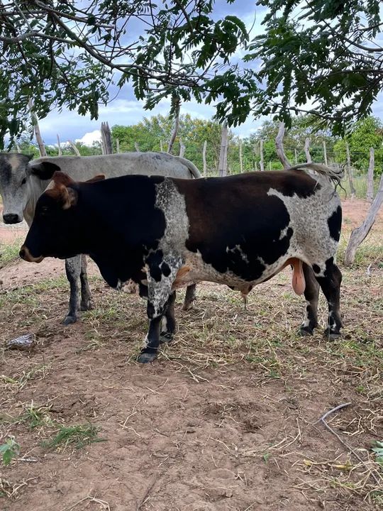 Mine Touro 3 anos e meio. Filho de Touro puro  - Foto 2