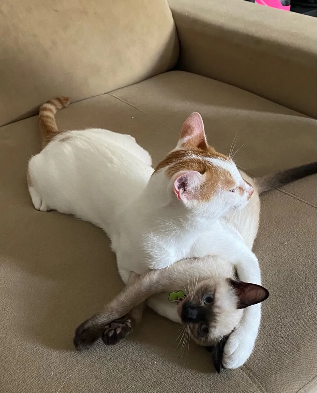 Gatinhos fofos para adoção
