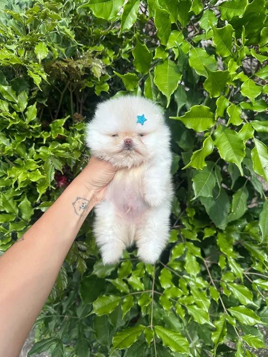 Pomerania Ursinho   - Foto 4