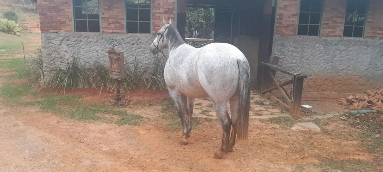 CAVALO QUARTO DE MILHA REGISTRADO