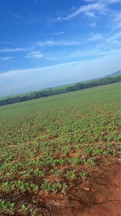Fazenda 96 alqueires (464 hectares) - Foto 3