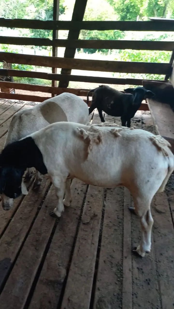 Carneiro Reprodutor da Raça Dorper à Venda - Foto 2