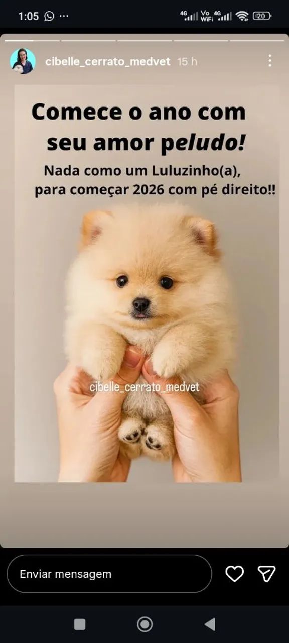 Spitz anão  - Foto 3