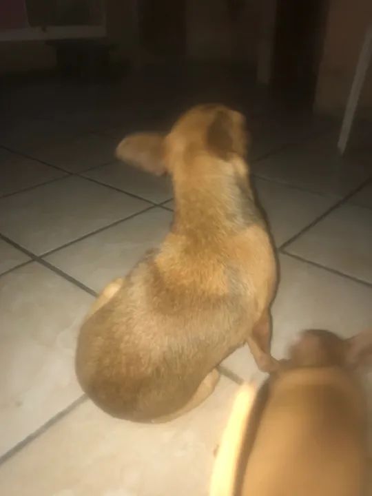 Lindo cachorrinho pinche n1  - Foto 3