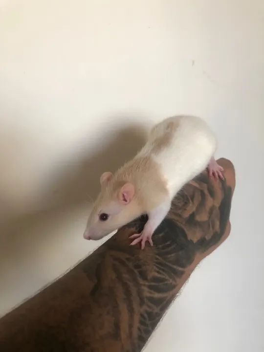 Ratas Twister - Hamster  - Foto 2