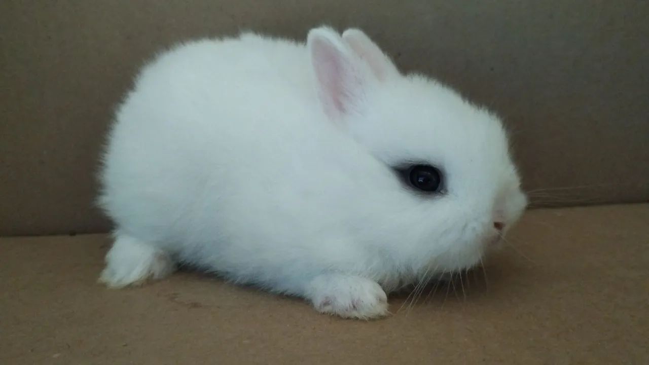 Mini Coelho - Foto 5