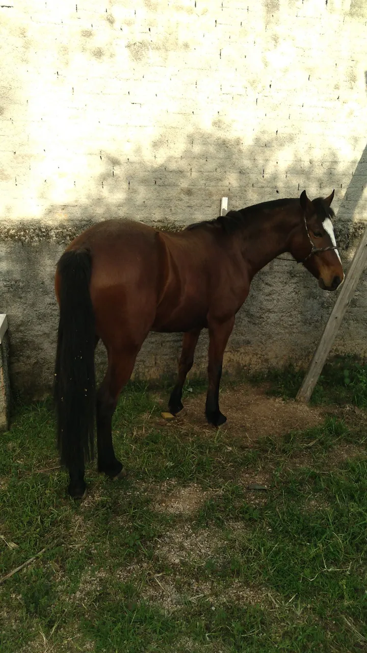 Cavalo crioulo