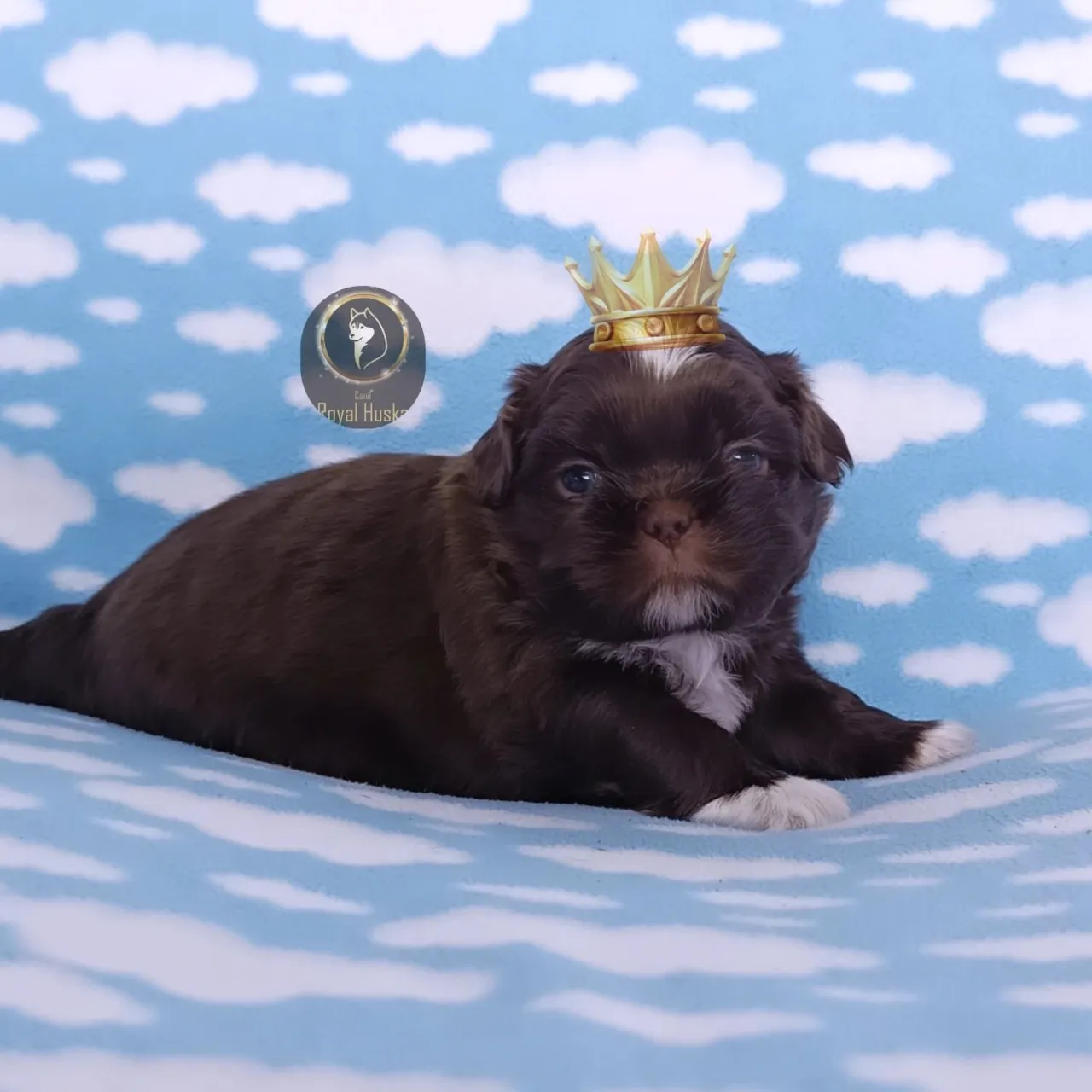 Lindo Filhote De Shih Tzu Macho