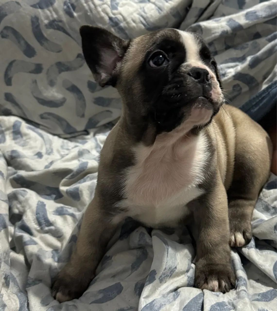 FILHOTE BULD0G FRANCÊS MACHO DISPONÍVEL  - Foto 2