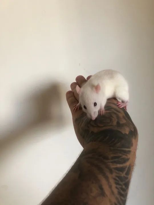 Ratas Twister - Hamster  - Foto 4