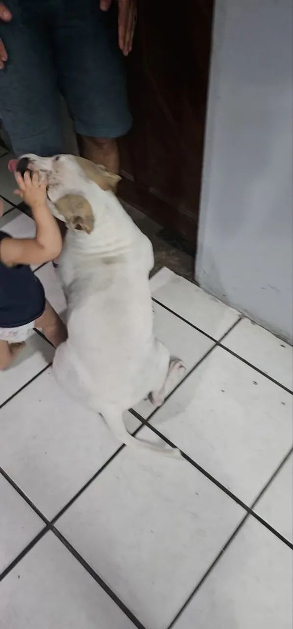 Procuro namorado american bully  - Foto 4