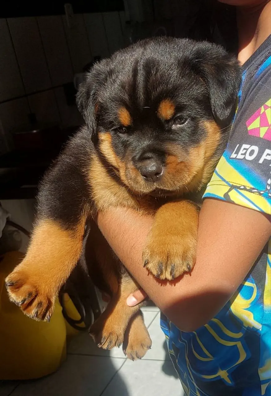 filhote rottweiler
