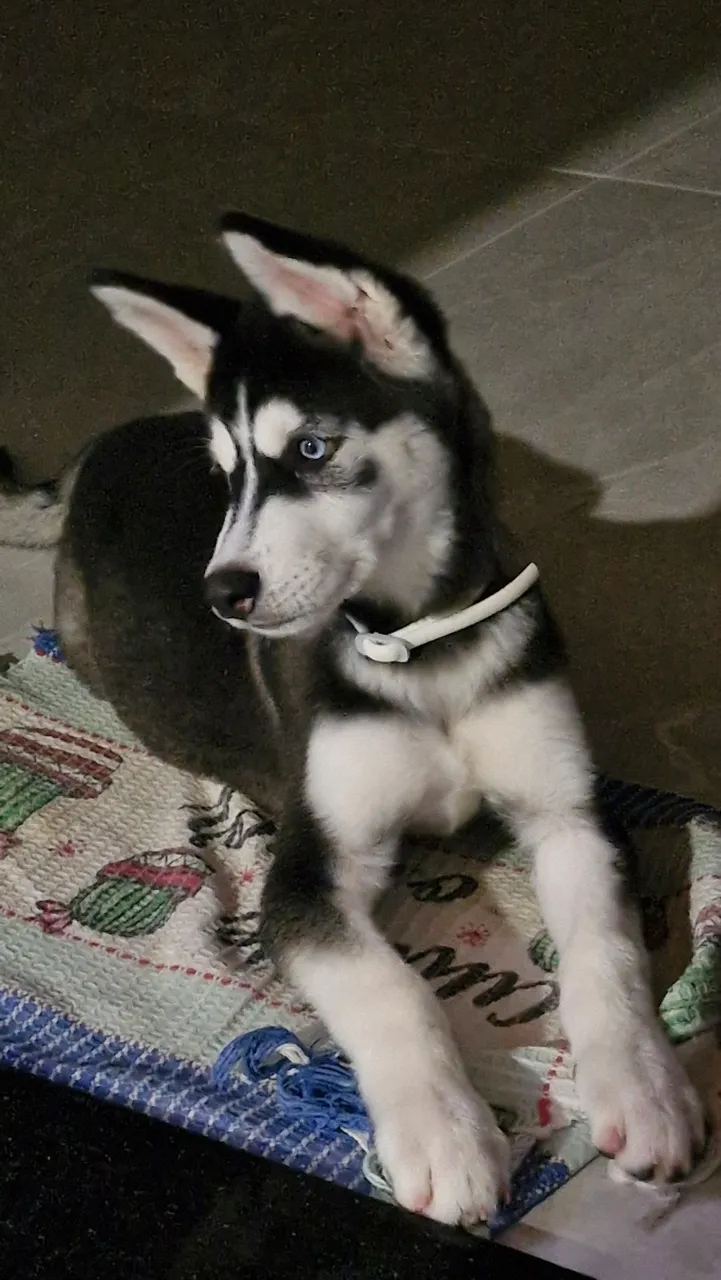 Filhote Husky Siberiano - Olhos Azuis!